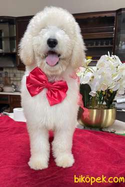 STANDART POODLE  VE DOODLE YAVRULARIMIZ 3