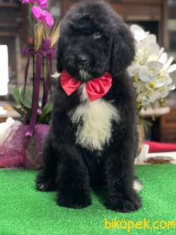 STANDART POODLE  VE DOODLE YAVRULARIMIZ 5