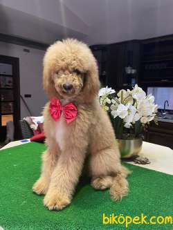 STANDART POODLE  VE DOODLE YAVRULARIMIZ 2