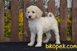 Standart Poodle Yavrular 3
