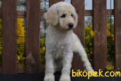 Standart Poodle Yavrular 2