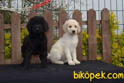 Standart Poodle Yavrular 1