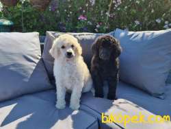 STANDART POODLE YAVRULARIMIZ SİZLERLE 1