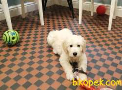 STANDART POODLE YAVRULARIMIZ SİZLERLE 3