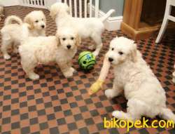 STANDART POODLE YAVRULARIMIZ SİZLERLE 2