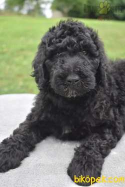 STANDART POODLE YAVRULARIMIZ YALNIZ BİZDE 3