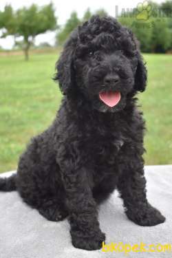 STANDART POODLE YAVRULARIMIZ YALNIZ BİZDE 2