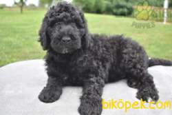 STANDART POODLE YAVRULARIMIZ YALNIZ BİZDE 1