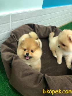 STAR POMERANİAN 3