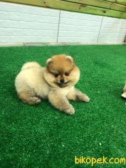 STAR POMERANİAN 1