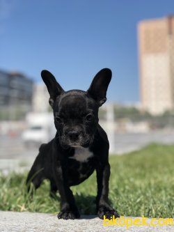 Süper Anatomiye Sahip Anne Altından French Bulldog Yavrular 3