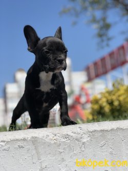 Süper Anatomiye Sahip Anne Altından French Bulldog Yavrular 2