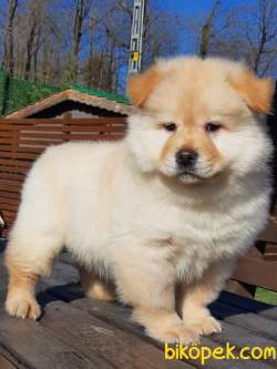 SÜPER CHOW CHOW YAVRULARI 5