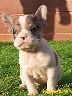 Süper French Bulldog Yavruları 1
