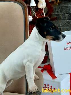 Süper Jack Russell Terrier Yavruları Istanbul 2