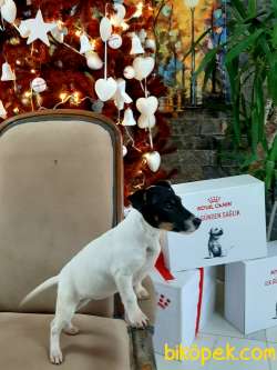 Süper Jack Russell Terrier Yavruları Istanbul 1