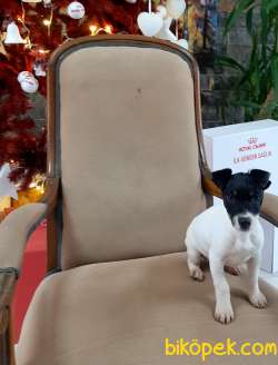 Süper Jack Russell Terrier Yavruları Istanbul 4