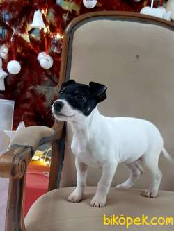 Süper Jack Russell Terrier Yavruları Istanbul 5