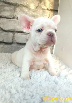 SÜPER KALİ̇TE VE GÜZELLİ̇KTE FRENCH BULLDOG PLATİ̇NYUM 3