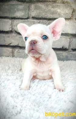 SÜPER KALİ̇TE VE GÜZELLİ̇KTE FRENCH BULLDOG PLATİ̇NYUM 5