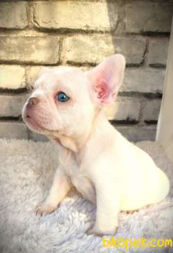 SÜPER KALİ̇TE VE GÜZELLİ̇KTE FRENCH BULLDOG PLATİ̇NYUM