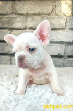 SÜPER KALİ̇TE VE GÜZELLİ̇KTE FRENCH BULLDOG PLATİ̇NYUM 4