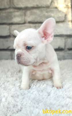 SÜPER KALİ̇TE VE GÜZELLİ̇KTE FRENCH BULLDOG PLATİ̇NYUM 2