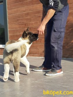 Süper Kalite American Akita Inu Yavrularimiz 1