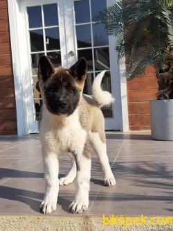 Süper Kalite American Akita Inu Yavrularimiz 3
