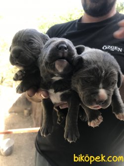 Süper Kalite Cane Corsa Yavrularımız 3