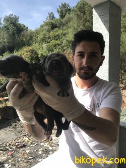 Süper Kalite Cane Corsa Yavrularımız 5