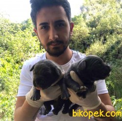 Süper Kalite Cane Corsa Yavrularımız 2