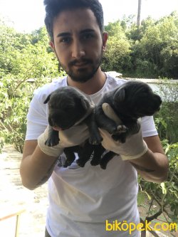 Süper Kalite Cane Corsa Yavrularımız 4