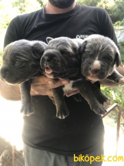 Süper Kalite Cane Corsa Yavrularımız 1