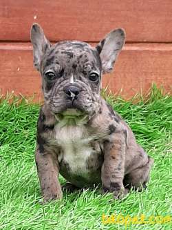 Süper Kalite Frenc Buldog Blue Marley 1
