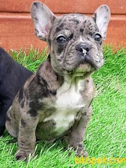Süper Kalite Frenc Buldog Blue Marley 3