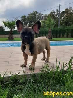 SUPER KALİTE Frenc Buldog  YAVRULARI 5