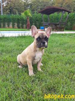 SUPER KALİTE Frenc Buldog  YAVRULARI 1