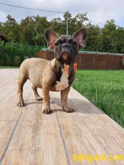 SUPER KALİTE Frenc Buldog  YAVRULARI 3