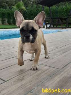 SUPER KALİTE Frenc Buldog  YAVRULARI 2