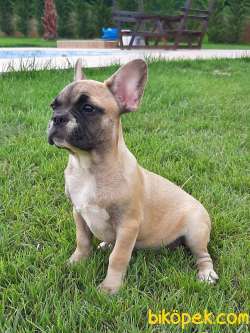 SUPER KALİTE Frenc Buldog  YAVRULARI 4