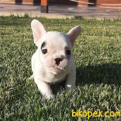 SÜPER KALITE FRENCH BULLDOG YAVRULARI 5
