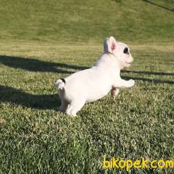 SÜPER KALITE FRENCH BULLDOG YAVRULARI 3
