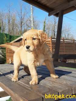 SUPER KALİTE GOLDEN RETRIEVER YAVRULARI 3