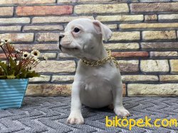 Süper Kalite Half-Mask French Bulldog Yavrumuz Napoleon 3