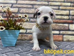 Süper Kalite Half-Mask French Bulldog Yavrumuz Napoleon 1