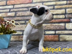 Süper Kalite Half-Mask French Bulldog Yavrumuz Napoleon 2