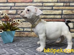 Süper Kalite Half-Mask French Bulldog Yavrumuz Napoleon 4