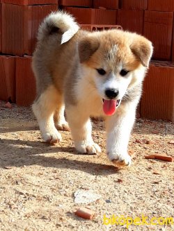 Süper Kalite Japon Akita Inu Yavrularimiz 3