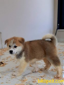 Süper Kalite Japon Akita Inu Yavrularimiz 5